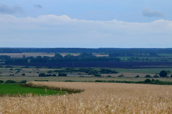 Champ Blé Long Une Route Rurale Loin Horizon Village Pain — Photo