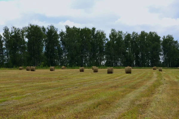 Landscape Bales Hay Empty Sloping Field Row High Birch Trees — Stock Photo, Image