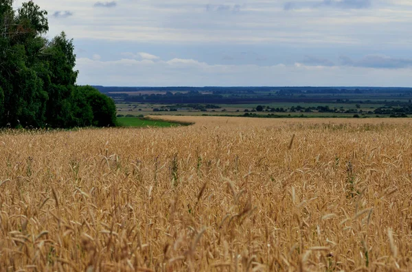 Ландшафт Пшеничного Поля Вдоль Сельской Дороги Оставляя Вдалеке Облачную Руду — стоковое фото