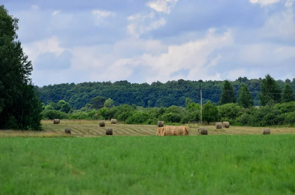 Bales Hay Green Forest Green Field Foreground Cloudy Weather Hay — Stock Photo, Image