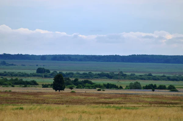 田野的风景如画 上面矗立着一棵高大的绿树 牲畜的牧场 多云的天气 — 图库照片