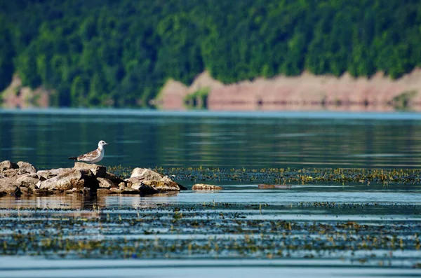该系列是三只海鸥在河中央岩石上的缩影 背景是绿树 水上旅行 远离城市的水上旅游 — 图库照片
