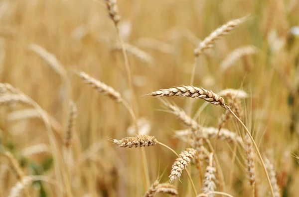 ripe wheat grains in ears on the field, bread, bread harvesting, countryside, own farm, grow bread, grain, gold field,