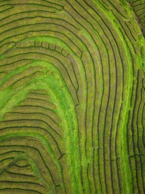 Che Gorreana çay sahalarının havadan görünüşü soyut, geometrik desenler oluşturuyor. Canlı yeşil çay çalıları büyüleyici ve sanatsal bir manzara yaratır, doğa ve seyahat görüntüleri için idealdir.