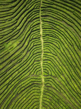 Che Gorreana çay sahalarının havadan görünüşü soyut, geometrik desenler oluşturuyor. Canlı yeşil çay çalıları büyüleyici ve sanatsal bir manzara yaratır, doğa ve seyahat görüntüleri için idealdir.