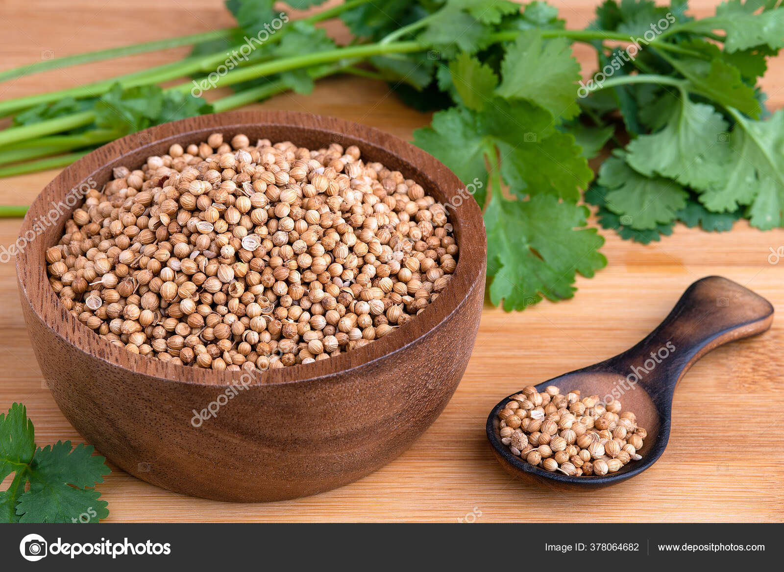 Coriander Seeds Fresh Coriander Coriander Seeds Leaves Wooden Background Stock Photo by