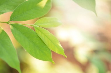 Bulanık yeşil arkaplanda yeşil yaprağın doğa görünümü, yeşil terk çerçevesi
