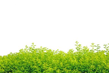 Beyaz arka planda izole edilmiş çalılık, sarı-yeşil çalı, arka plan konsepti