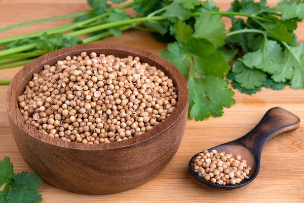 Coriander seeds, fresh coriander.Coriander seeds and leaves on a wooden background