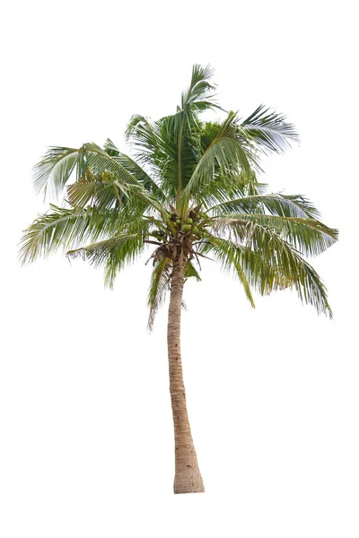 Kokosnoot Boom Kokosboom Geïsoleerd Witte Achtergrond — Stockfoto