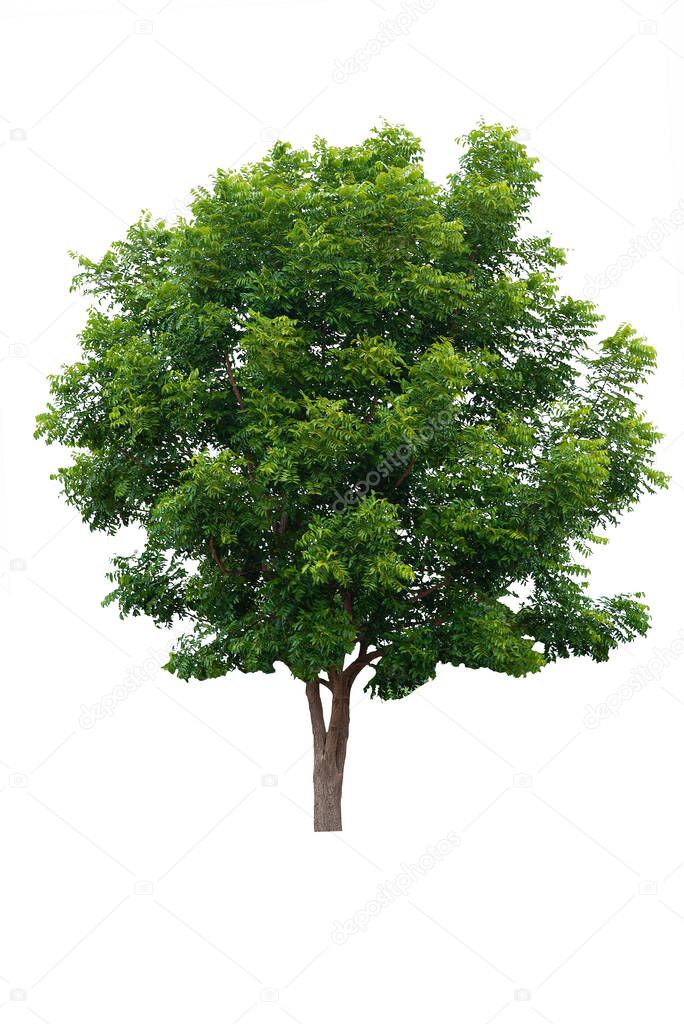 Trees isolated on white background,clipping path