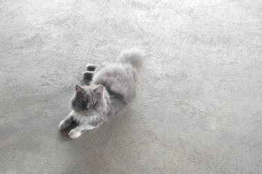 Pers gri kedisi yerde yatıyordu, Pers kedilerinin üst manzarası, yerde gölgeli, evcil hayvan fikirleri