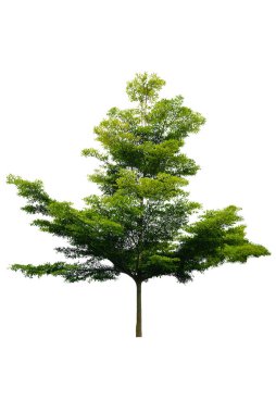 Beyaz arka planda izole ağaç, orman, beyaz arkaplanda izole edilmiş.