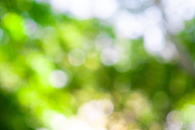 Doğal yeşil bokeh arkaplan resmi, Doğal Bokeh, bulanık bokeh