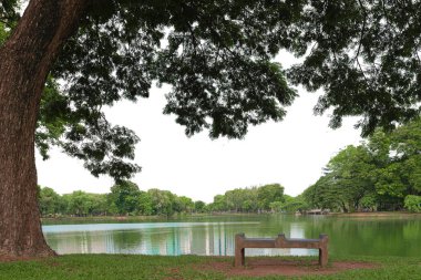 Büyük ağaç izole edilmiş beyaz arkaplan