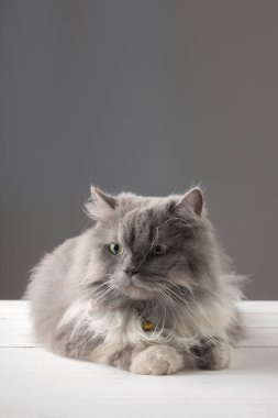 Beyaz ahşap bir masada yatan İran kedisi