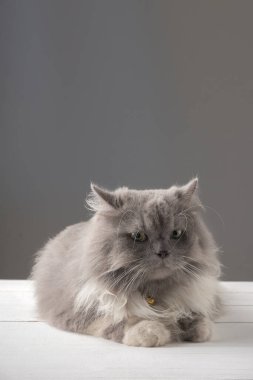 Beyaz ahşap bir masada yatan İran kedisi