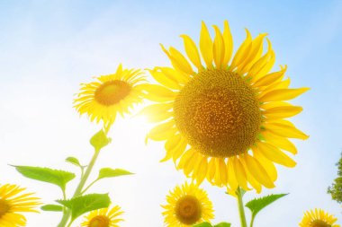 Ayçiçeği tarlası, ayçiçeği doğal arka plan. Çiçek açan ayçiçeği. Ayçiçeğinin yakın çekimi