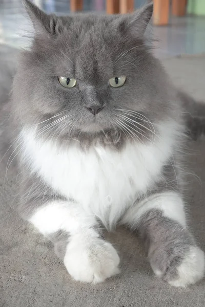Persisk Grå Katt Ligger Golvet Den Översta Bilden Persiska Katter — Stockfoto