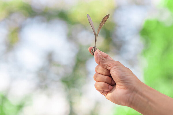 Hand holding winged fruit, Dipterocarpus intricatus,Concepts, background images and ecosystems