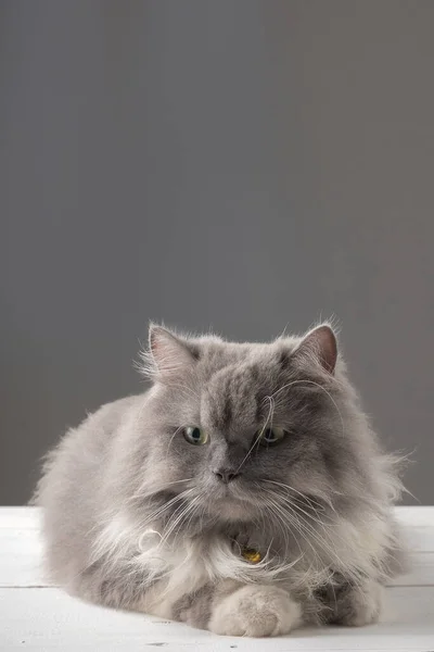 Gato Persa Deitado Uma Mesa Madeira Branca — Fotografia de Stock