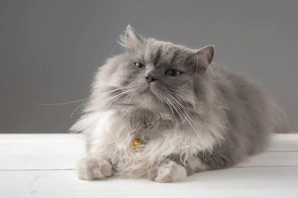 Gato Persa Deitado Uma Mesa Madeira Branca — Fotografia de Stock