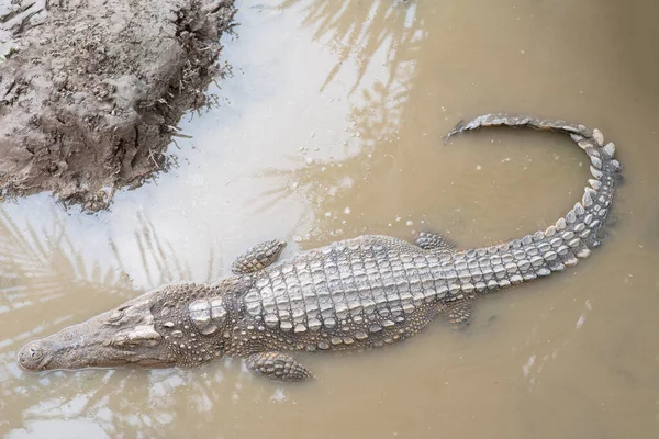 Banho Sol Crocodilo Pântano Crocodilo — Fotografia de Stock