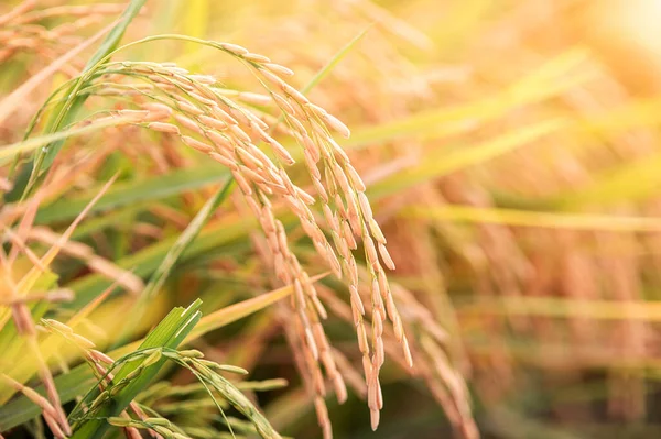 Close-up of beautiful golden rice fields.Ears of rice on blurred rice field background.