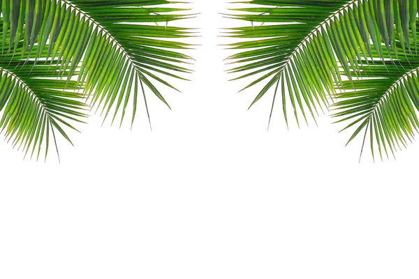 Coconut Leaf Isolated White Background — Stock Photo, Image