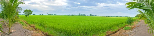Панорама Рисовых Полей Таиланде — стоковое фото