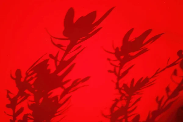 Shadow of a leucadendron bush on the fabric of a red umbrella