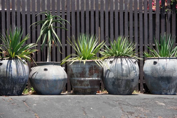 Large planter pots with a variety of green plants in front of a wooden fence