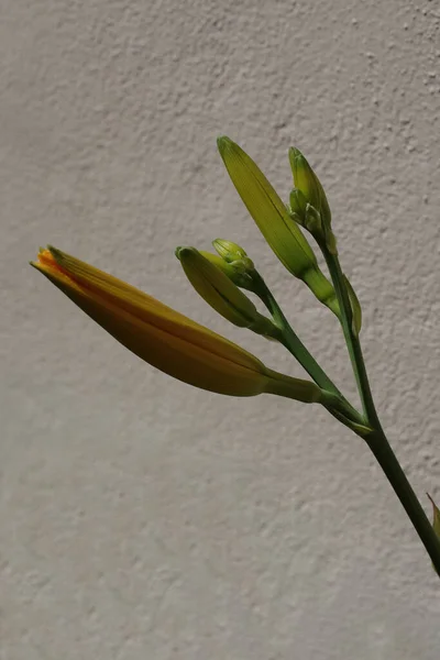 Close Macro View Fresh Springtime Bud Bud Day Lily — Stock Photo, Image