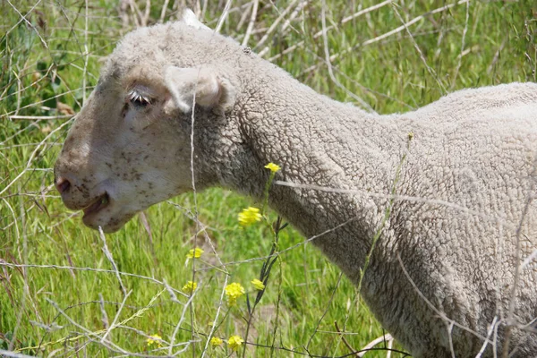 Nahaufnahme Eines Einzelnen Schafes Das Auf Einem Wilden Hanggelände Weidet — Stockfoto