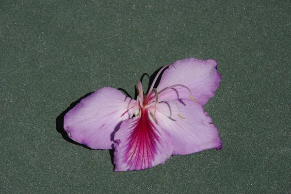 Close View Orchid Tree Blossom Fallen Concrete Pavement — Stock Photo, Image