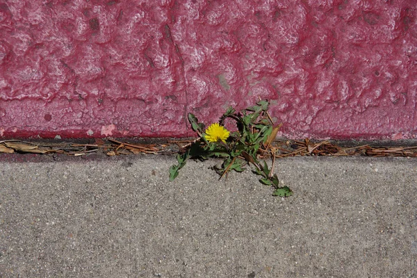 歩道と通りの間の亀裂から成長する孤独な一本のタンポポ — ストック写真