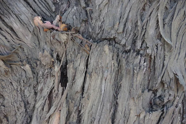 Detailní Pohled Část Kůry Mohutném Kmeni Starého Melaleuca Stromu — Stock fotografie