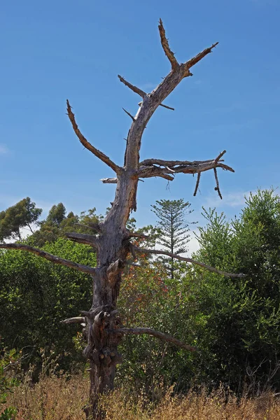 Selvaggio Paesaggio Naturale Della California Meridionale Con Albero Morto Primo — Foto Stock