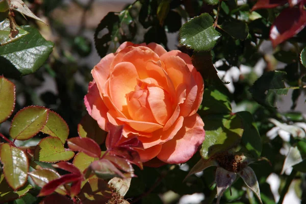 Vista Ravvicinata Fiore Rosa Arancione — Foto Stock