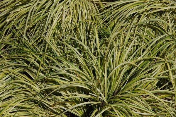 Phormium Sarı Dalga Yeni Zelanda Flax Bitkilerinin Tam Çerçeve Görüntüsü — Stok fotoğraf