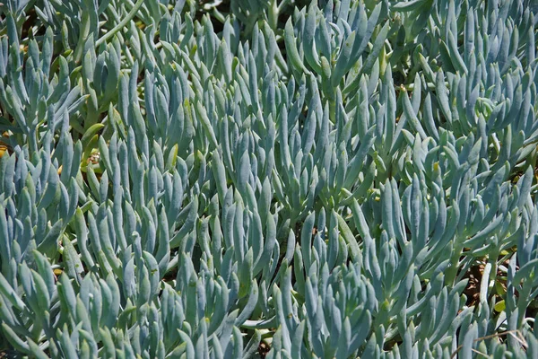 Lkbaharda Sulu Bitkilerin Bir Bölümünün Tam Çerçeve Görüntüsü — Stok fotoğraf