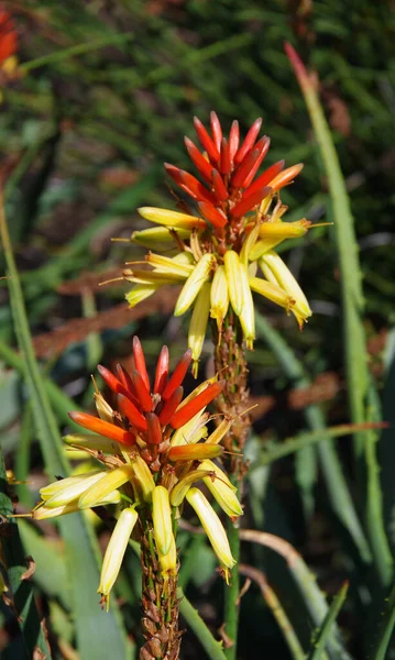 Közelkép Egy Aloe Zamatos Növény Piros Sárga Kúp Alakú Virágok — Stock Fotó