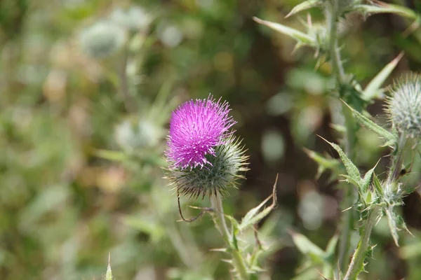 Selective Focus Close View Thistle Side Coastal Path Southern California — Stock Photo, Image