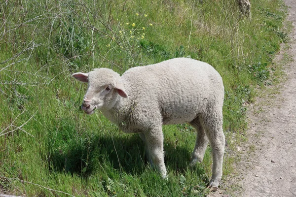 Γκρο Πλαν Άποψη Ενός Μόνο Πρόβατα Βόσκηση Και Τρώει Μια — Φωτογραφία Αρχείου