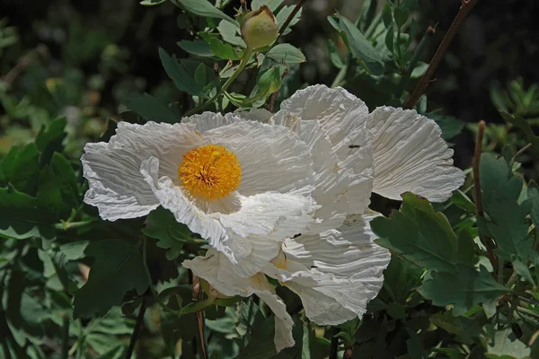 Widok Bliska Kwiaty Maku Matilija Duże Białe Kwiaty Żółtą Pieczęcią — Zdjęcie stockowe