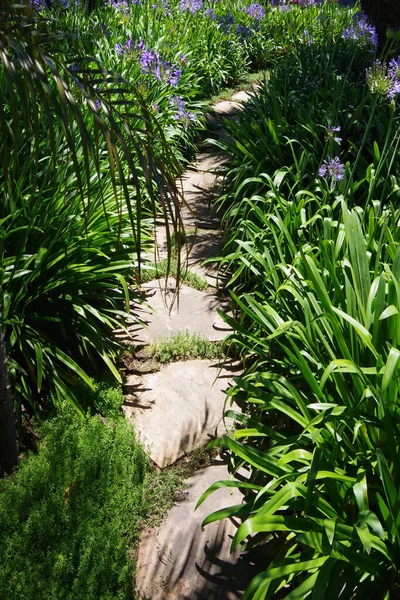 Flaggstensstig Genom Vacker Trädgårdsmiljö Med Frodig Vegetation Och Blommande Agapanthus — Stockfoto
