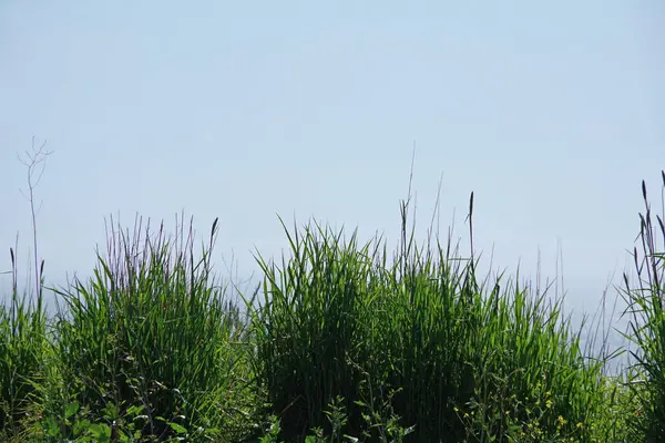 Graspflanzen Auf Hochparklandschaft Mit Blauem Himmel Über Dem Tal Von — Stockfoto