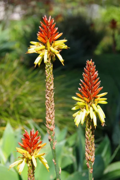 Közelkép Egy Aloe Zamatos Növény Piros Sárga Kúp Alakú Virágok — Stock Fotó