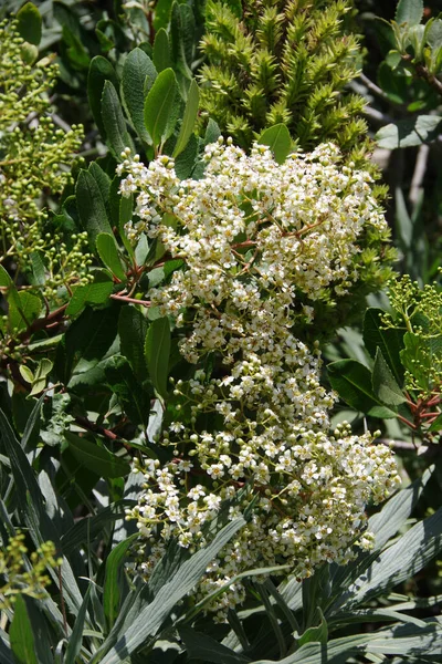 Close Full Frame View Clusters White Tree Blossoms Amidst Dense — Stock Photo, Image