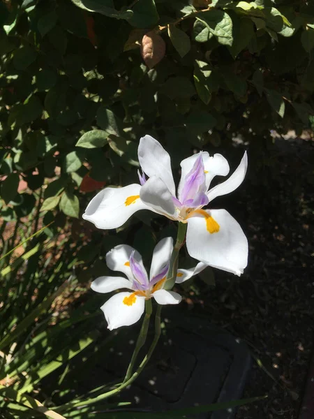 Beyaz Mor Sarı Zambak Çiçeğinin Seçici Odak Görünümü — Stok fotoğraf
